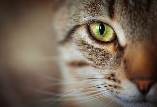 cat