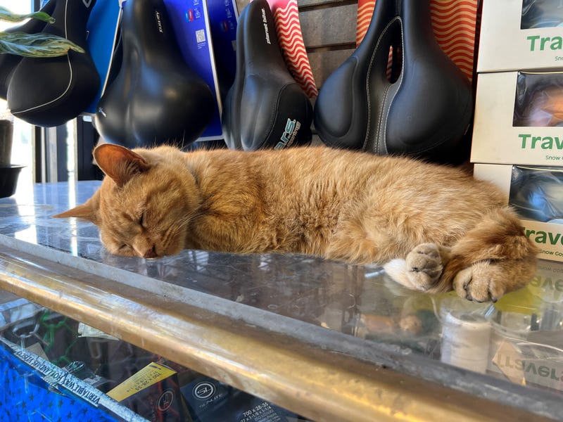 cat sleeping on counter