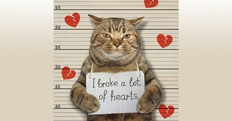 cat mugshot