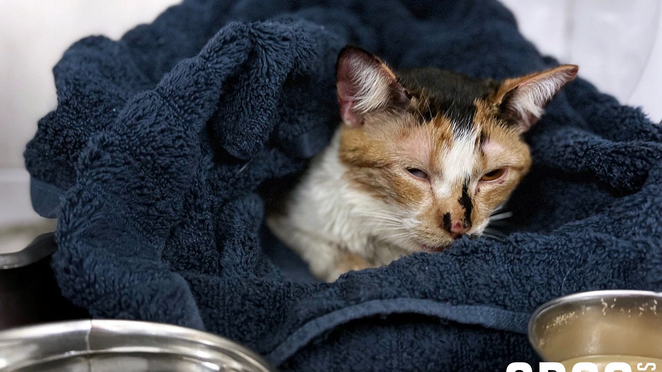 Dallas police seek suspects in animal abuse case