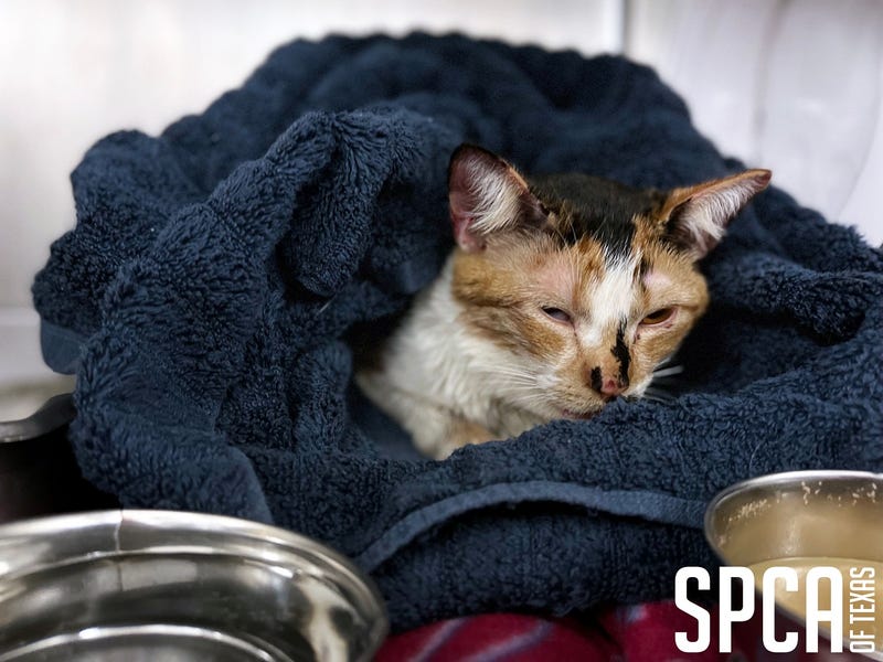 DPD seeks suspects in animal abuse case