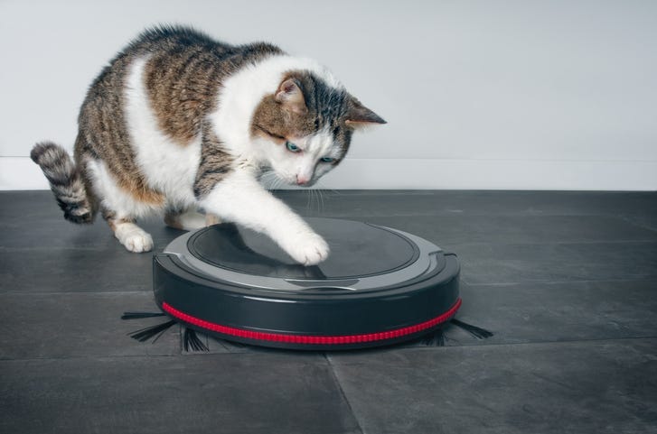 Cat and Vacuum
