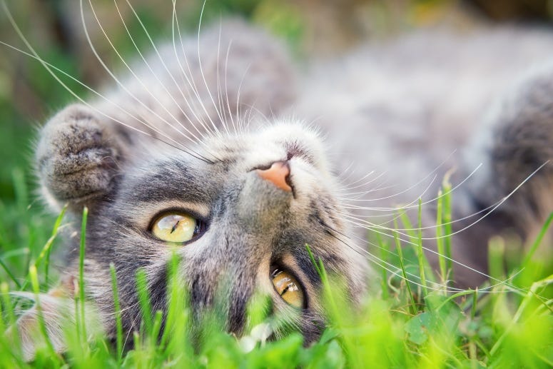 Cat In Grass Steevy84 GettyImages