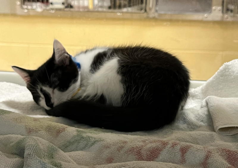 cat curled up on a blanket