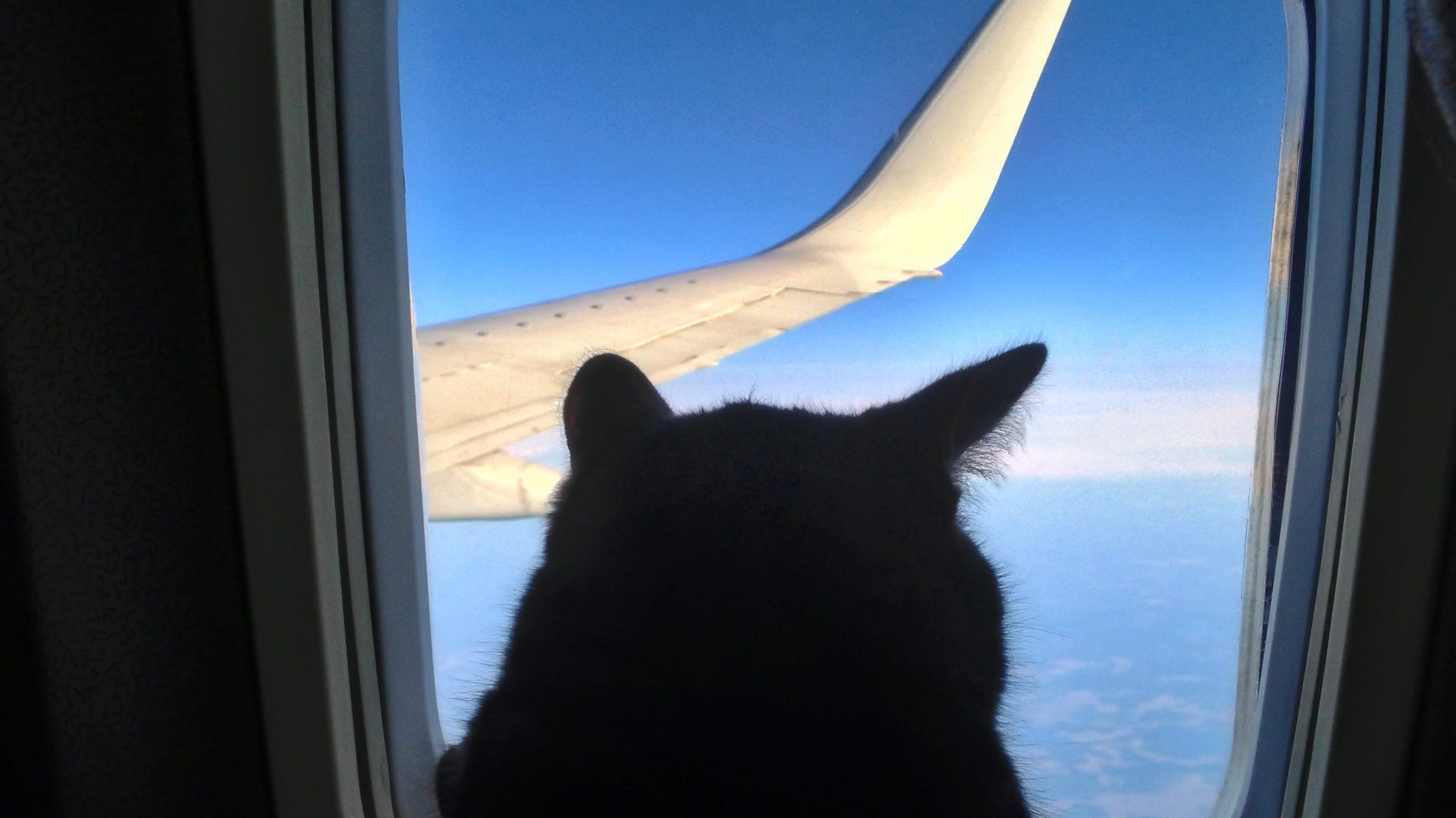 Proposed Flight Restrictions On Service Animals Go Too Far: Group
