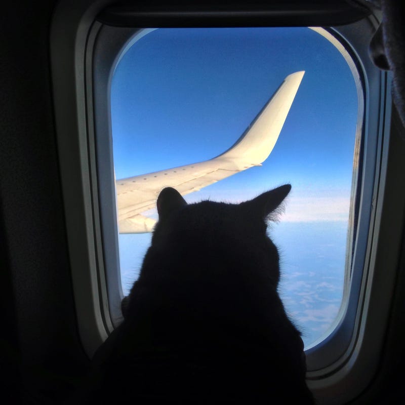 Pets, Service Animals, Planes