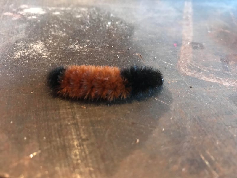 caterpillar