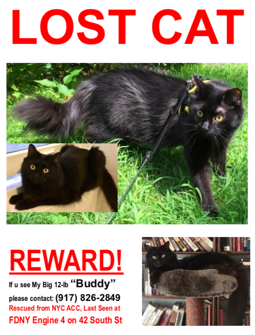 Big Sexy missing cat