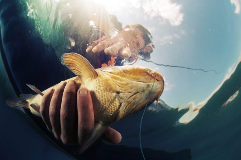 Catfish