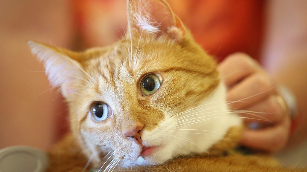 This town grounds cats to save rare birds