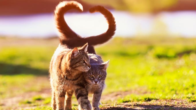 You Can Become Pen Pals With These Lonely Museum Cats During Coronavirus
