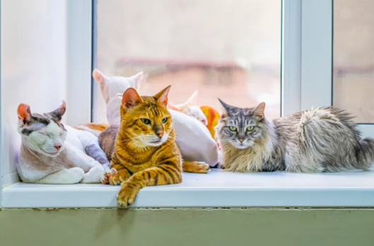 Cats