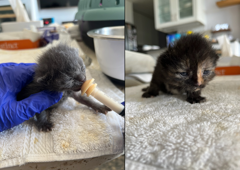 The four kittens are now doing well and will be up for adoption in a couple months