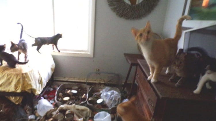 Michigan Woman Charged With Animal Cruelty After 210 Cats Found