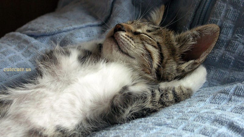 cat nap