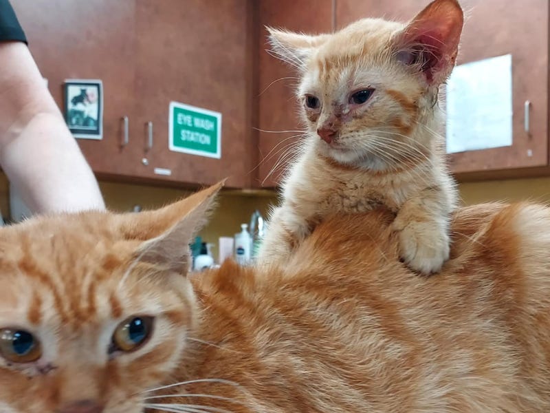 Two of the 20 cats who was rescued from a bug-infested apartment in New Jersey on Nov. 1, 2023.