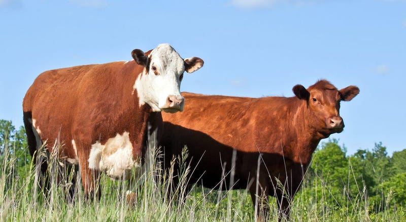 Cattle stand in a field