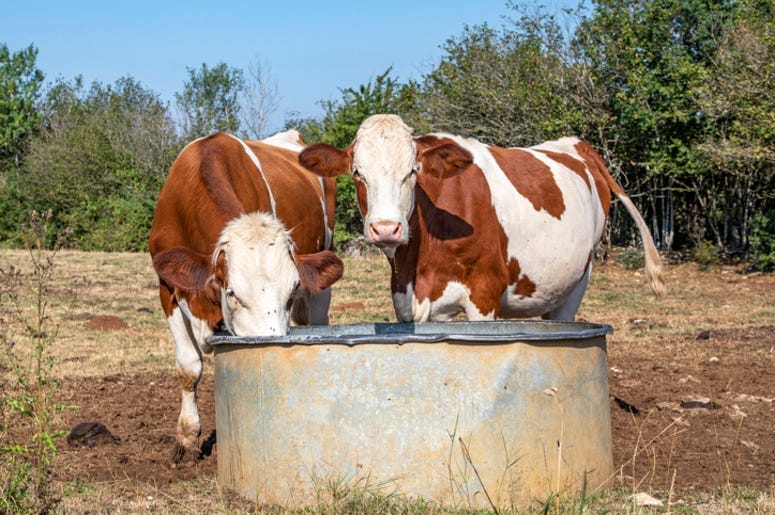 Cattle_Trough