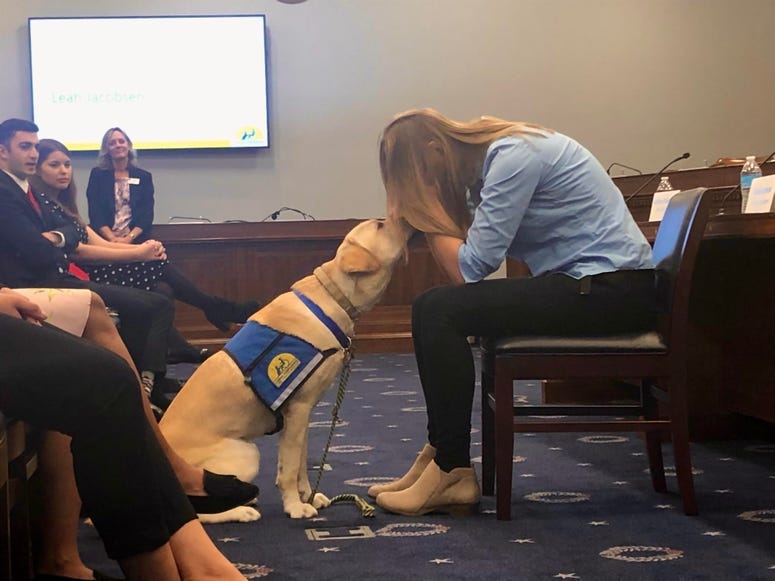 CCIdogsHannon