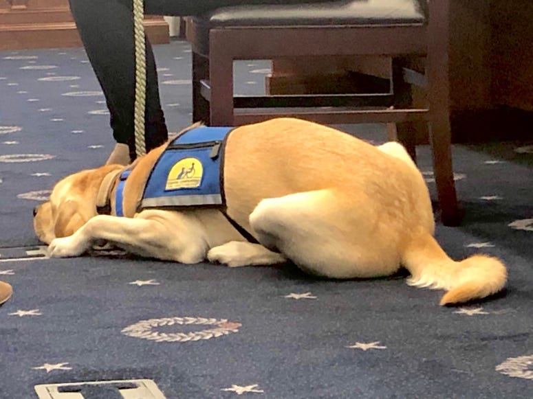CCIdogs