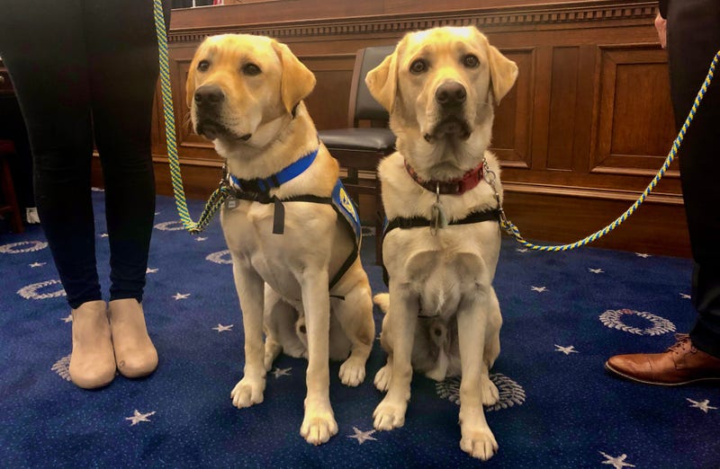CCIdogs