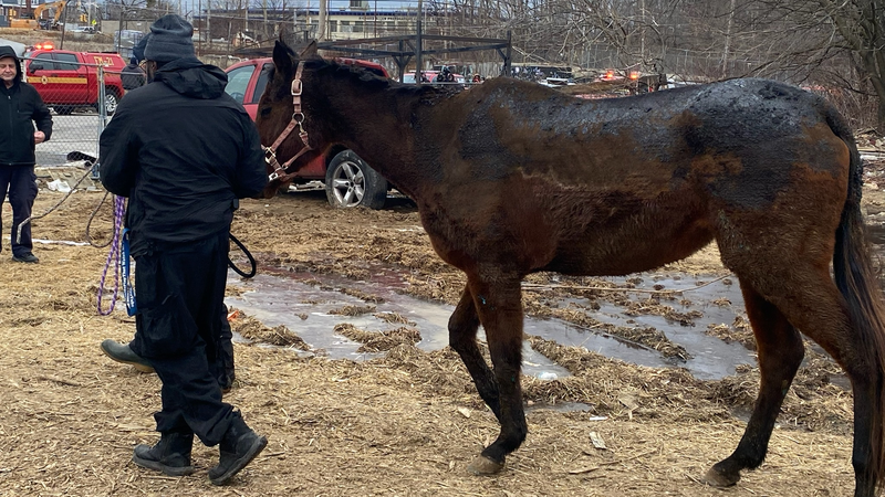 A horse trapped in a makeshift stable that caught fire has severe burn marks across its back.