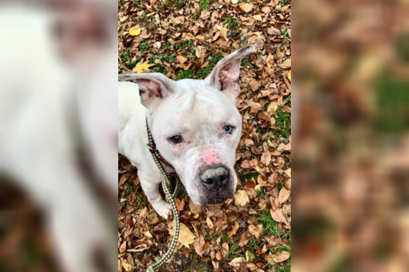 PSPCA Pet of the Week with Bennett: Champ