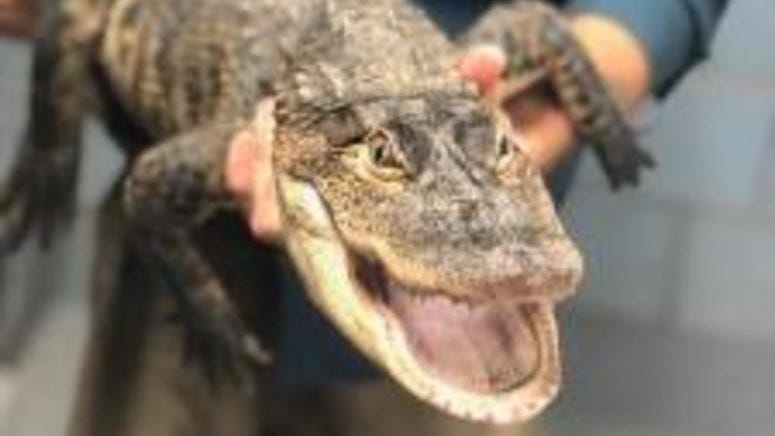 Chance The Snapper