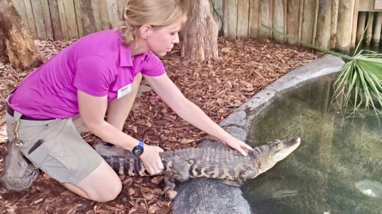 'Chance The Snapper' Released Into Florida Alligator Sanctuary