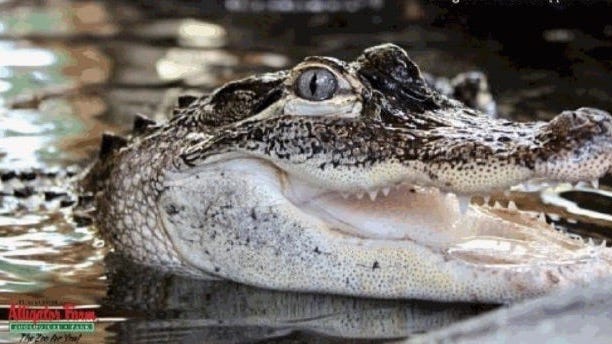 What Ever Happened To … Chicago's 'Chance The Snapper'?