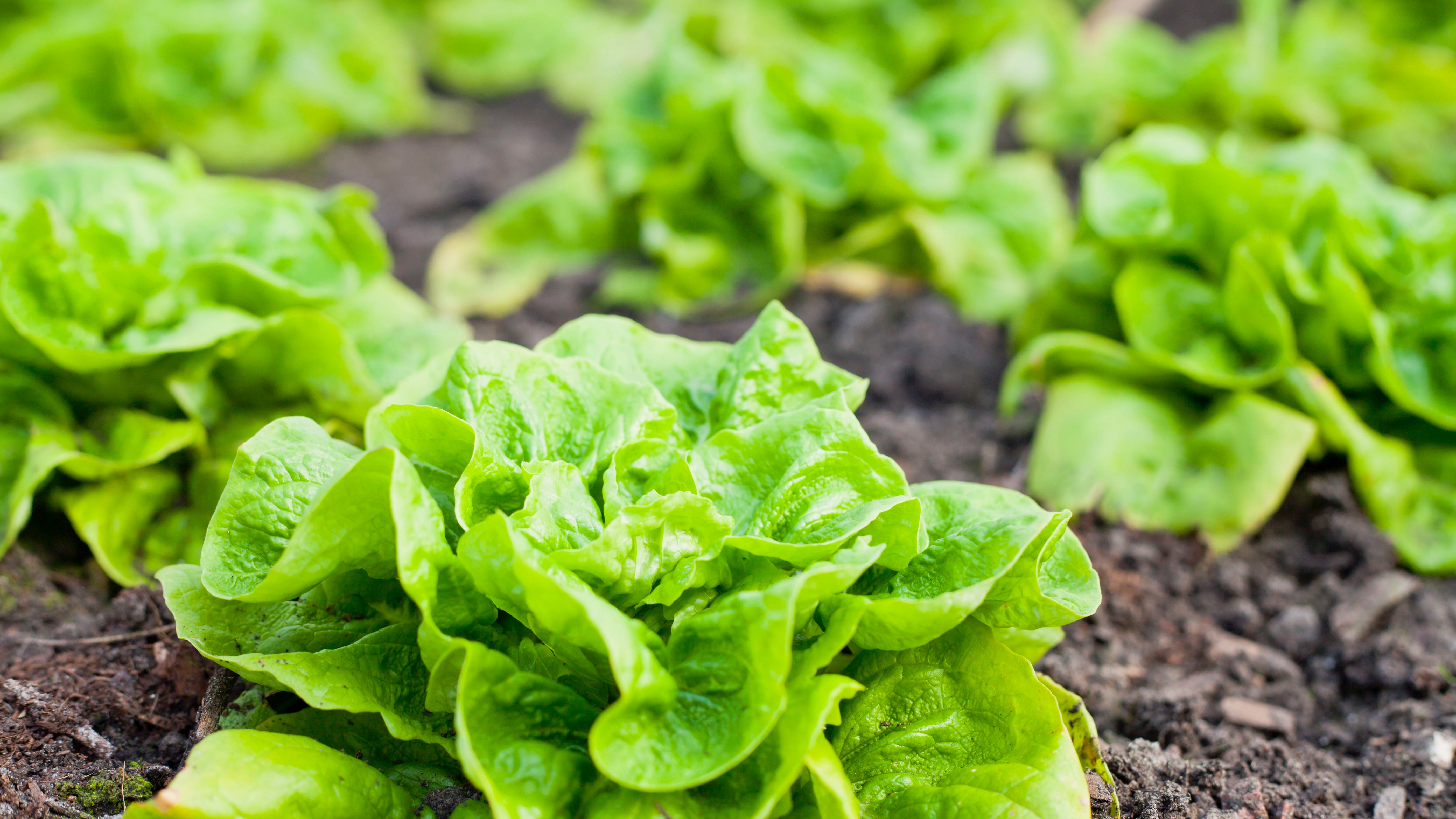 Gardening's popularity soars, and now plots are scarce at urban farming sites