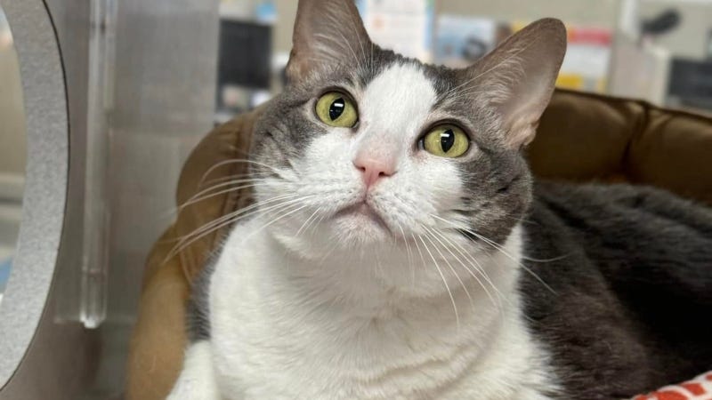 Cheeto @ Austin Humane Society 2/5/25