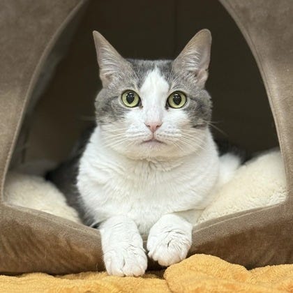 Cheeto the cat is looking for a fur-ever home