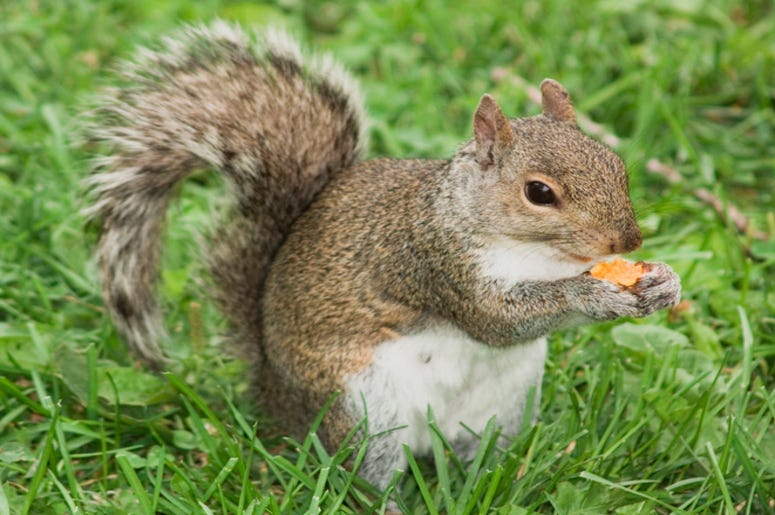 Cheetos_Squirrel