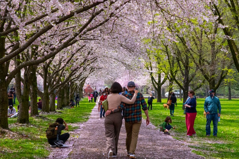 cherry blossoms in Fairmount Park