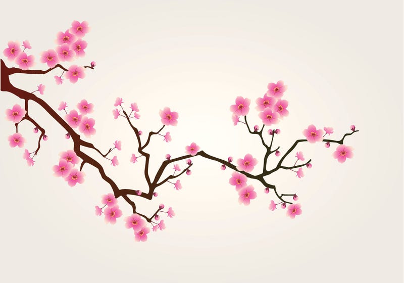 cherry blossom tree vector