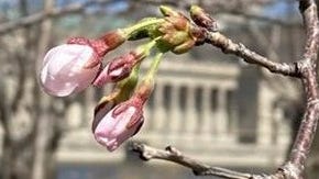 Cherry blossoms emerging in Jackson Park