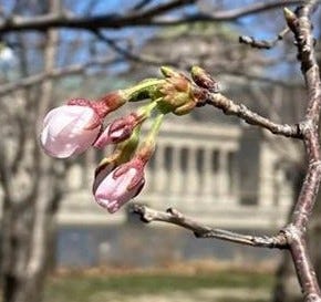 cherry blossom