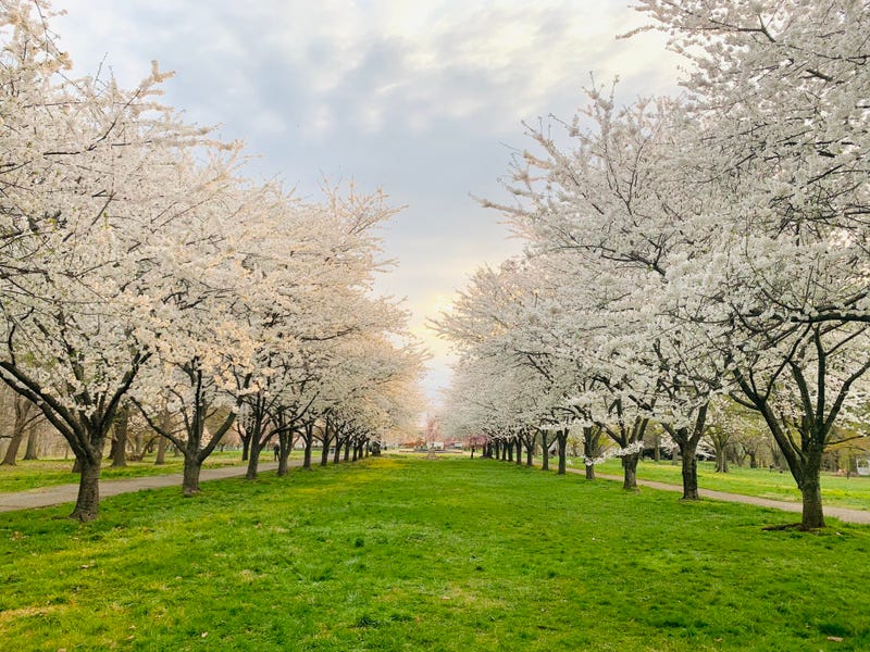 Cherry blossoms bloom in Philadelphia's Fairmount Park.