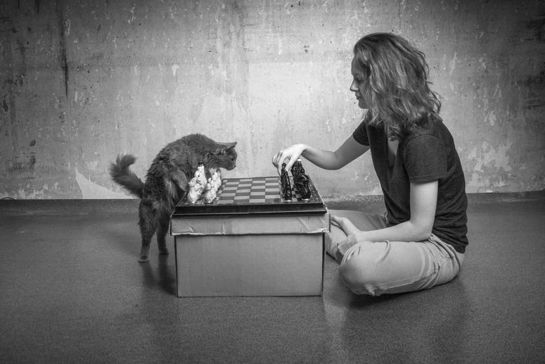 Chess with a cat