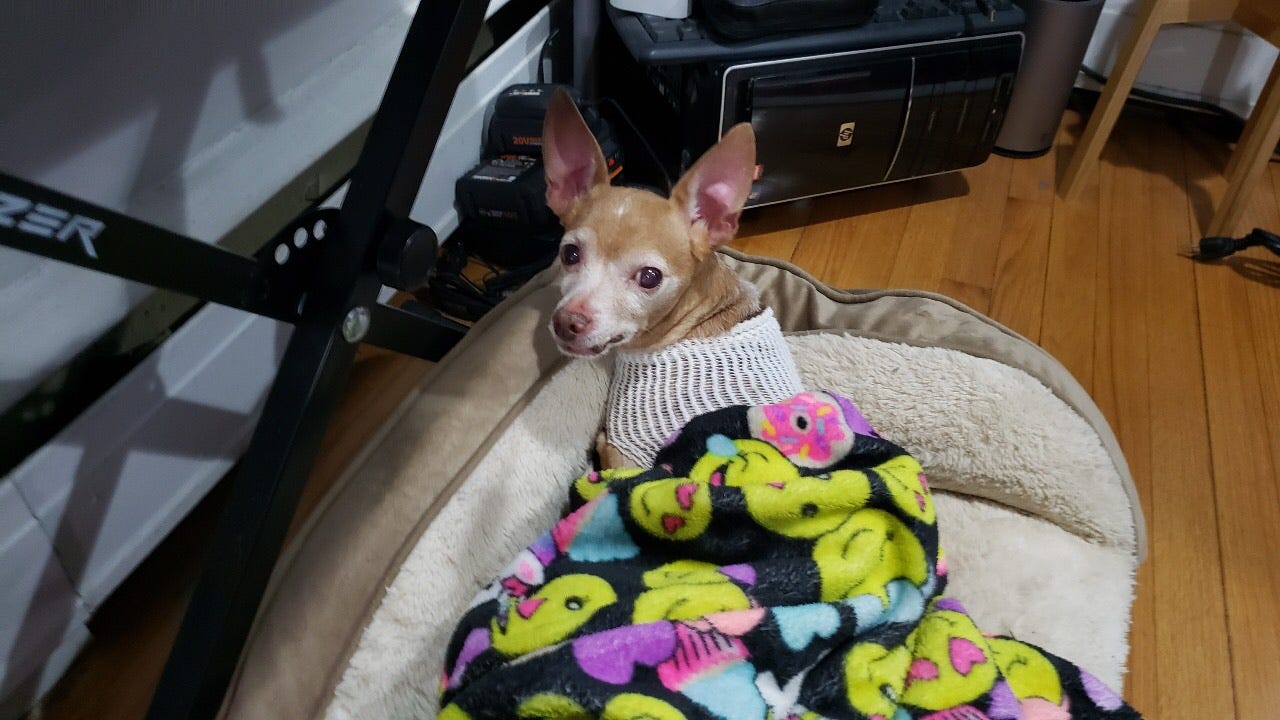 Dog not gone: Chihuahua recovering at home after being stabbed several times