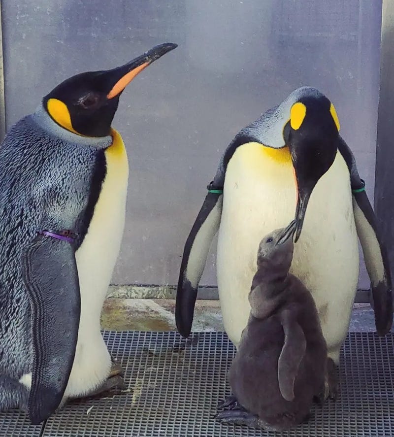 Nearly four months after king penguin chick hatched to foster parents at the Detroit Zoo in Royal Oak, officials said they have picked out a name after the baby was found to be male.