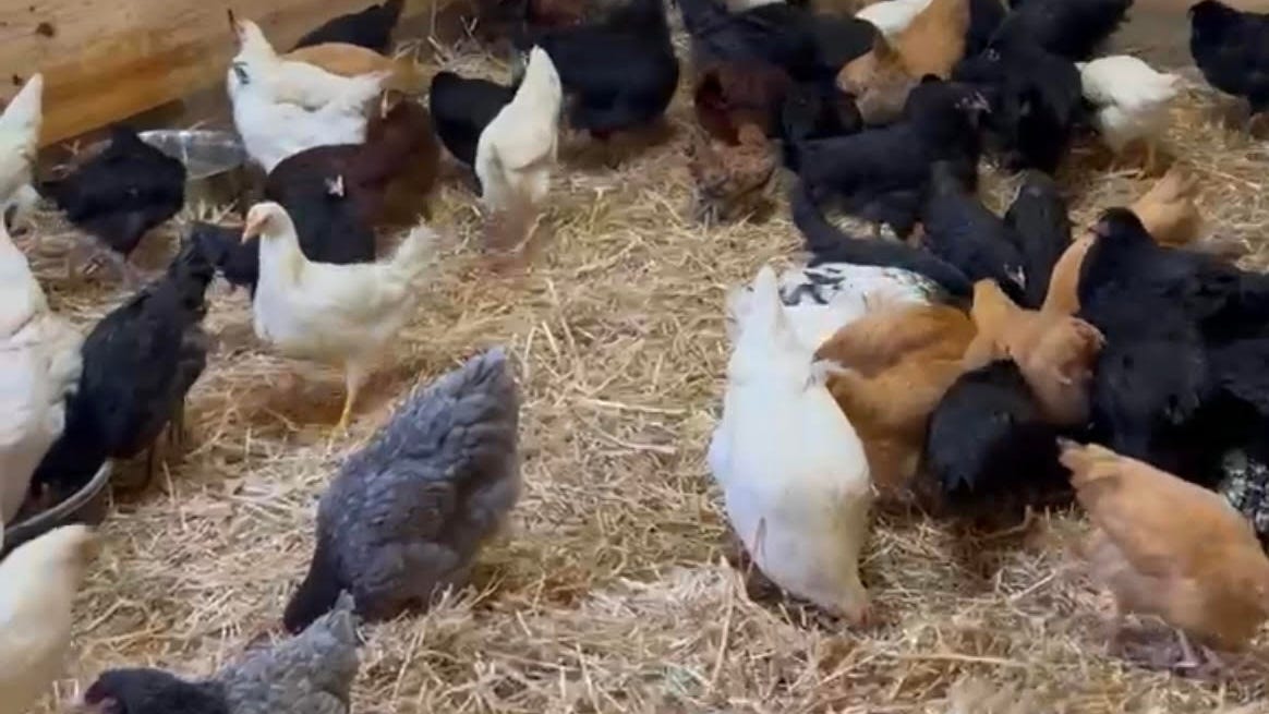 SPCA seizes over 150 farm animals from a Cheektowaga garage