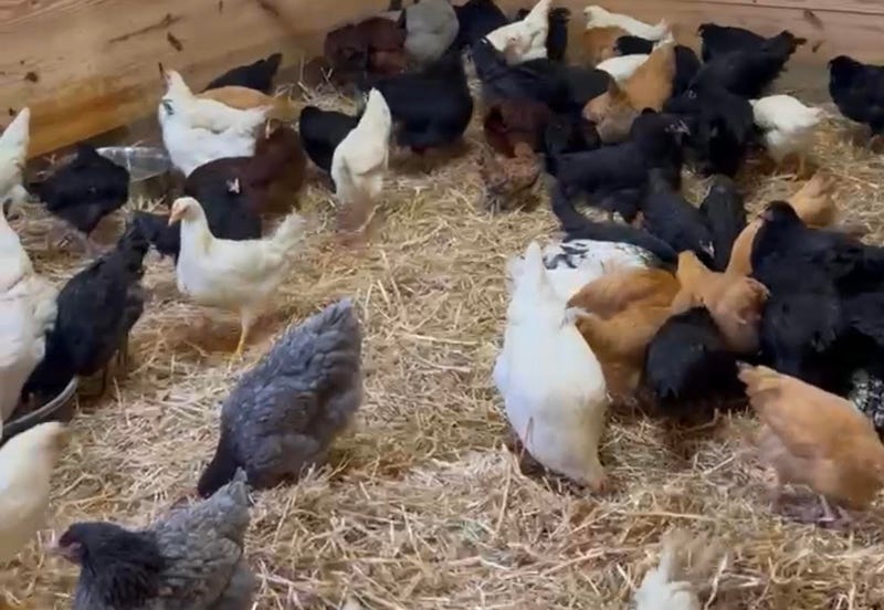 Dozens of chickens seized from a Cheektowaga garage now being cared for by the SPCA Serving Erie County