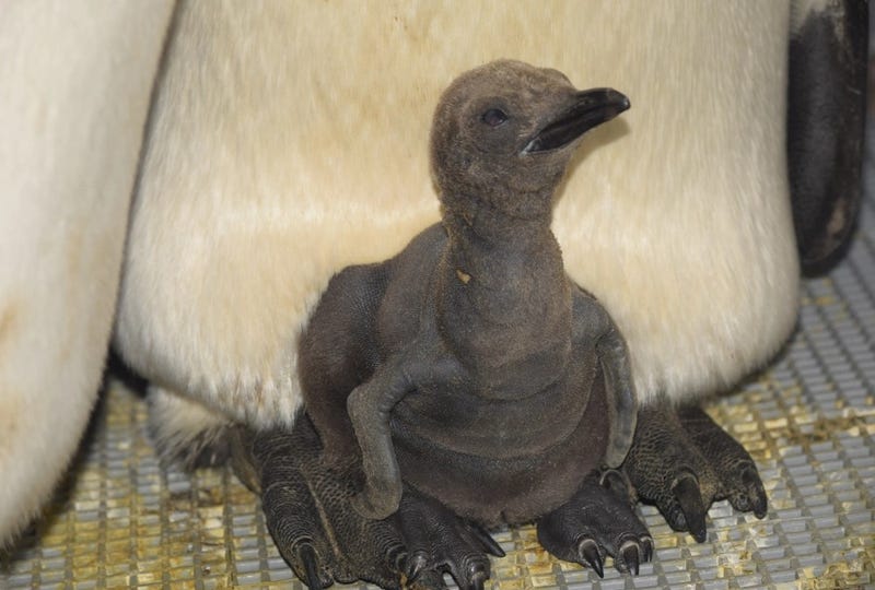Nearly four months after king penguin chick hatched to foster parents at the Detroit Zoo in Royal Oak, officials said they have picked out a name after the baby was found to be male.