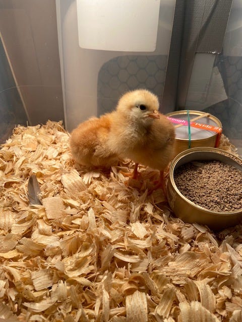 Baby Chick