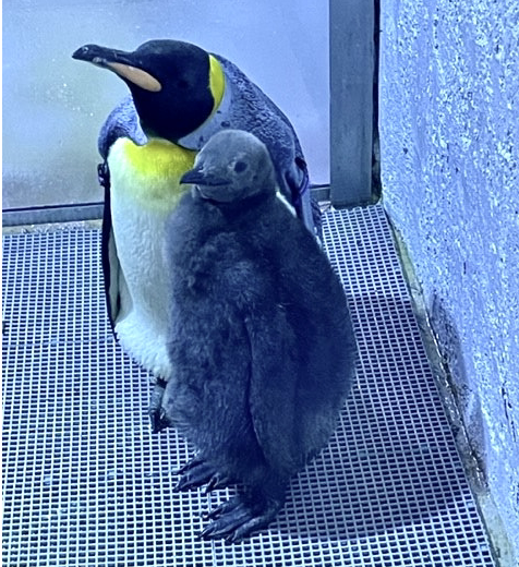 Nearly four months after king penguin chick hatched to foster parents at the Detroit Zoo in Royal Oak, officials said they have picked out a name after the baby was found to be male.