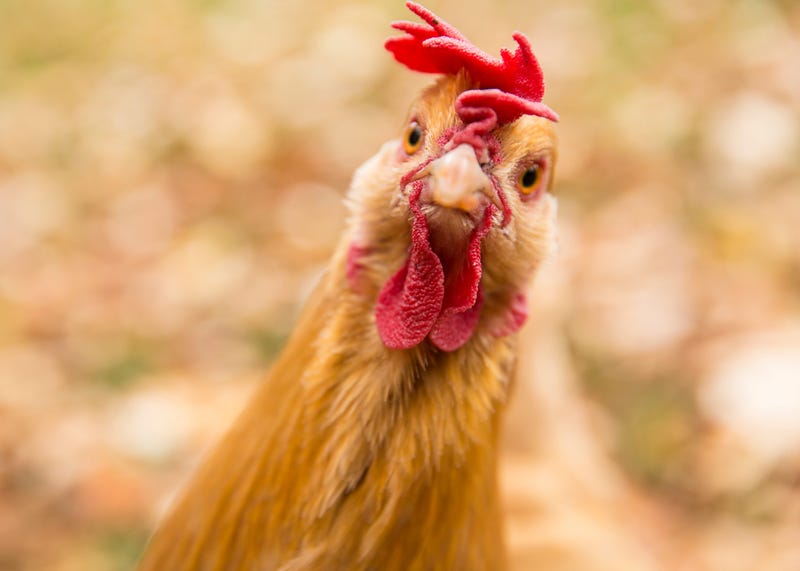 chicken