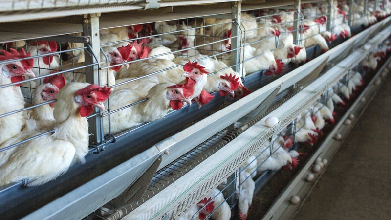 Chickens