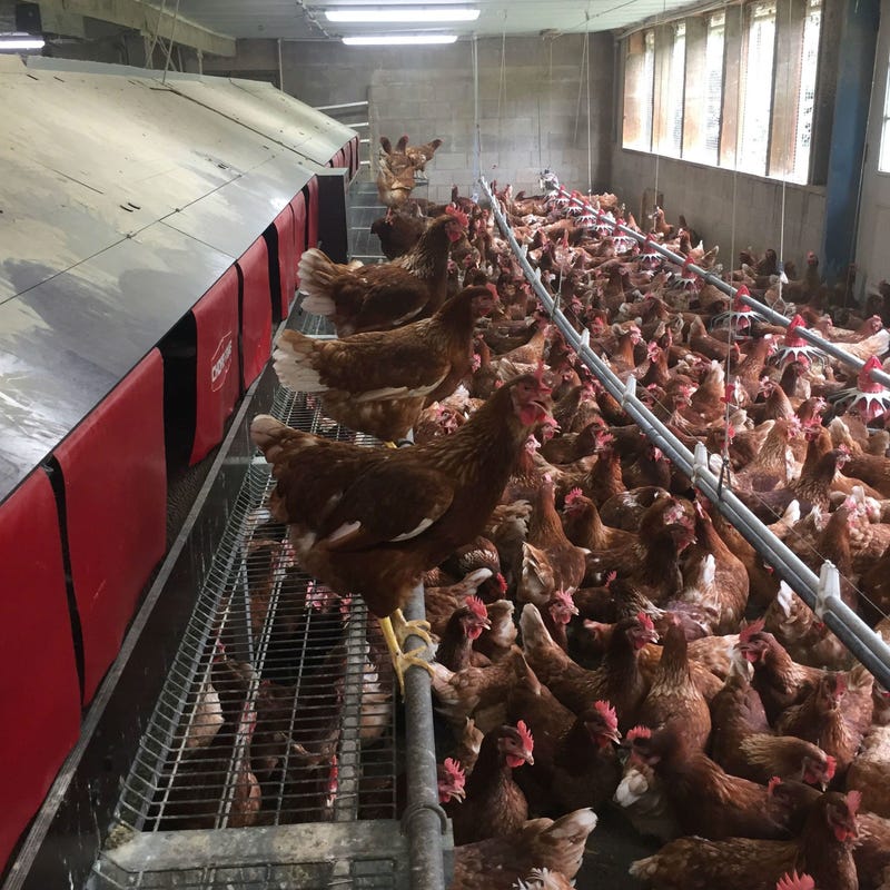 Owners of a Chester County egg farm are concerned about high temperatures and are keeping a close watch on their chickens.